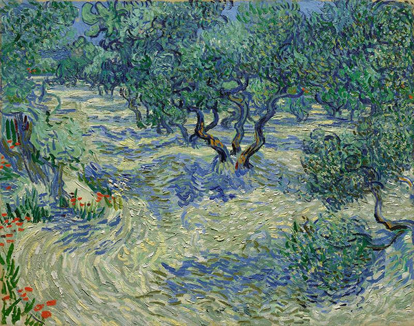 Olive Orchard