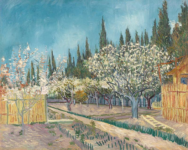 Orchard bordered by cypresses