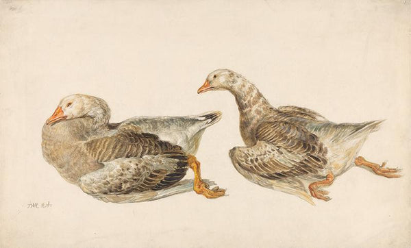 Studies of Geese