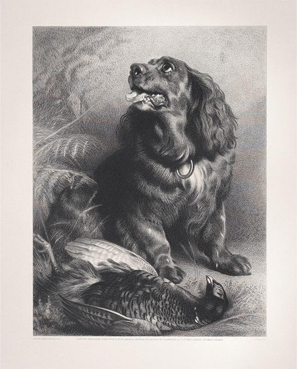 Spaniel and Pheasant