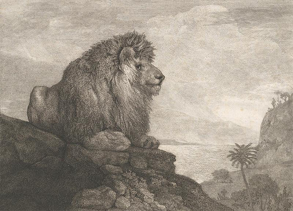 A Lion (A Lion Resting on a Rock)