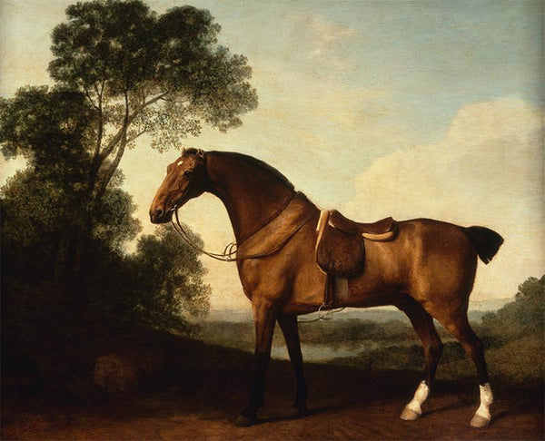 A Saddled Bay Hunter 1786