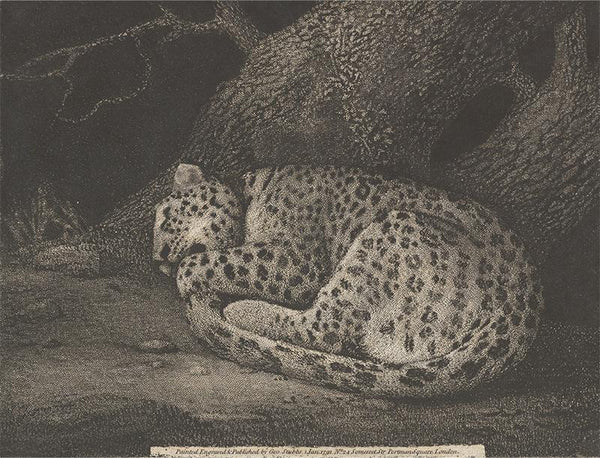 A Sleeping Leopard 1791