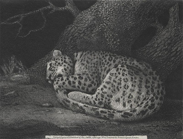 A Sleeping Leopard