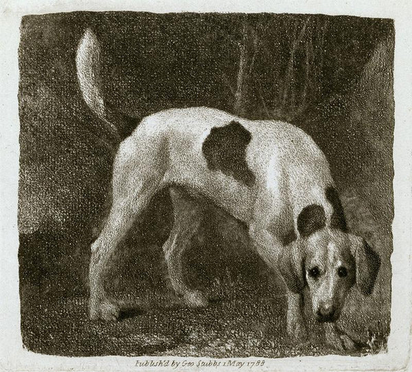 Dog (A Foxhound on the Scent)