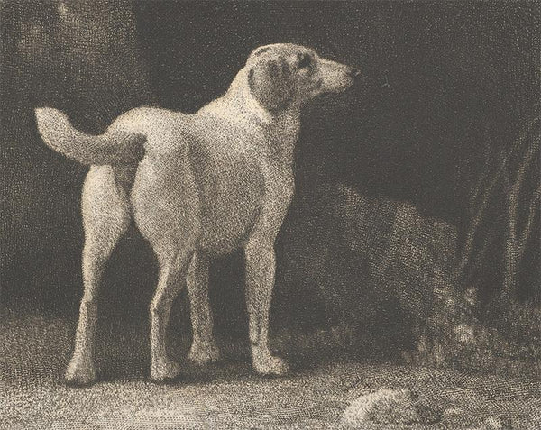 Dog (A Foxhound Viewed from Behind)