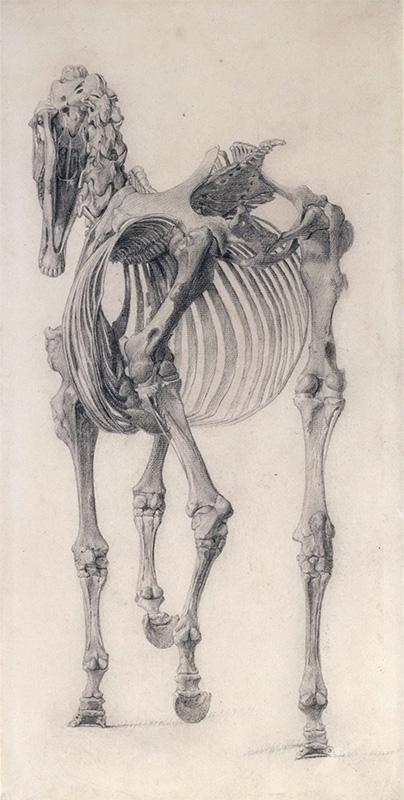 Finished study for 'The Third Anatomical Table of the Skeleton of the Horse'