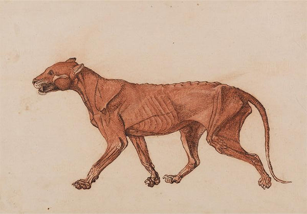 Tiger Body, Lateral View