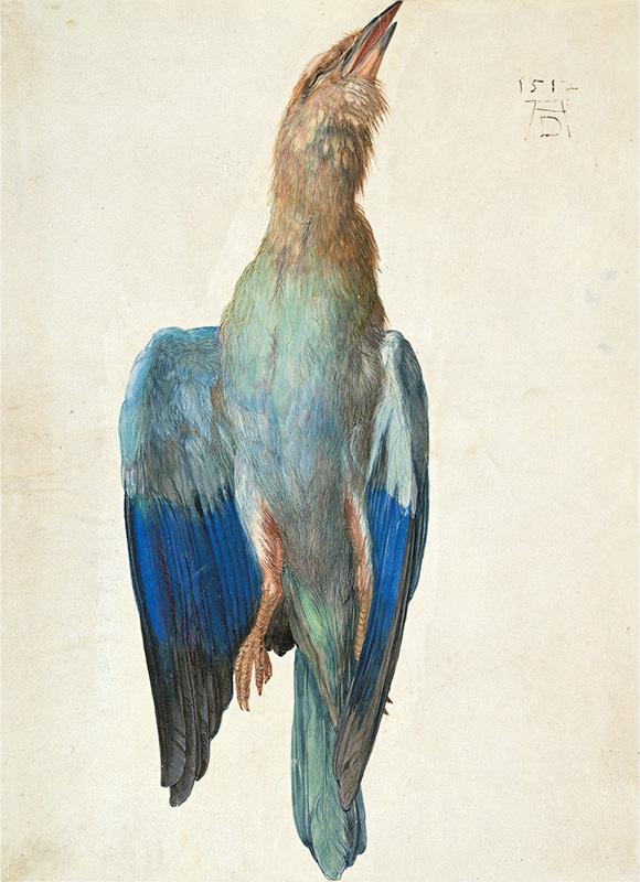 Dead Blue Roller, 1500 (or 1512)