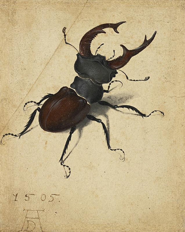 Stag Beetle