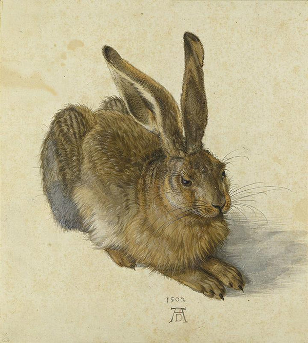 Young Hare