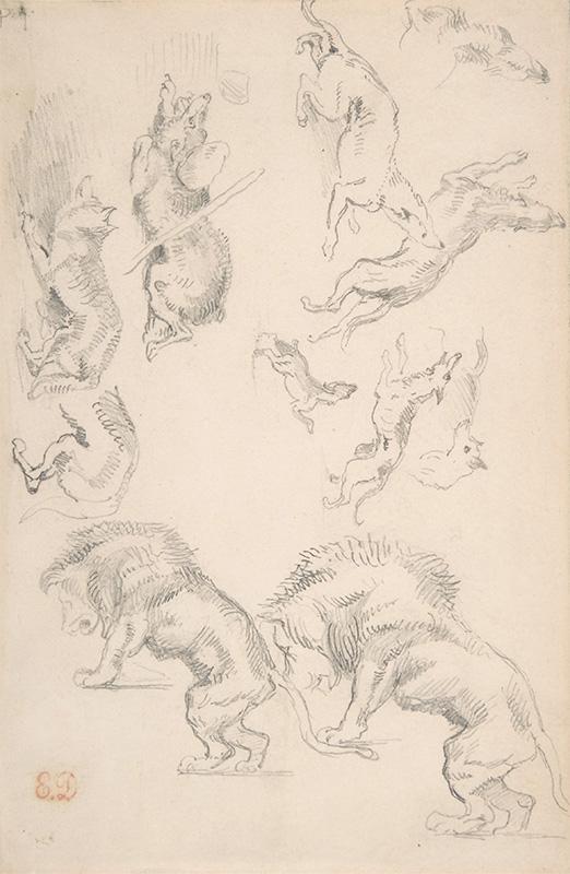 Studies of Animals