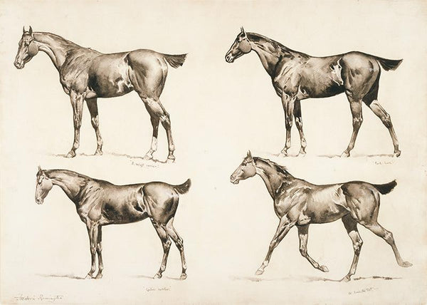 Types of Saddle Horses