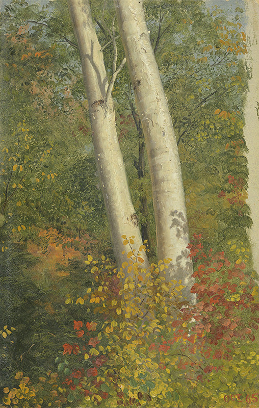 Birch Trees in Autumn