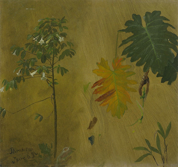 Botanical Studies from Jamaica, West Indies