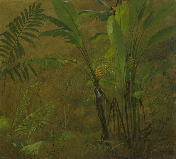 Botanical Studies from Jamaica, West Indies