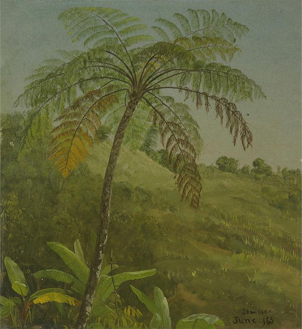 Palm Tree, Jamaica