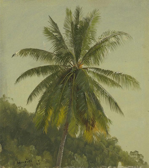 Palm Trees, West Indies, June 1865