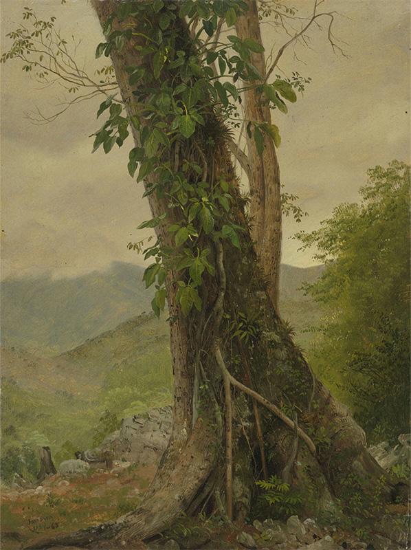 Tree with Vines, Jamaica, West Indies