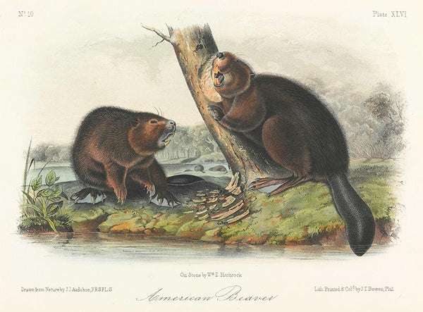 American Beaver