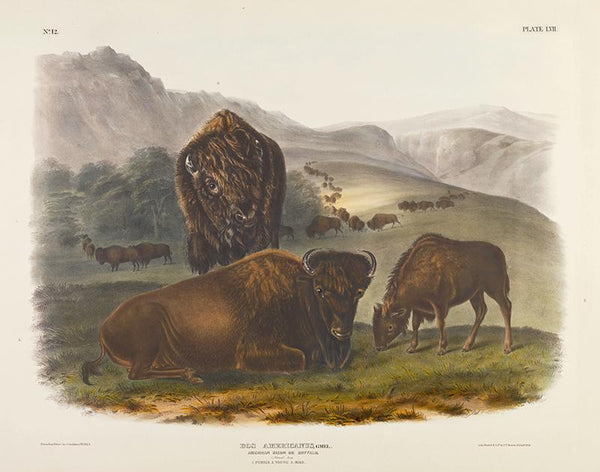 American Bison or Buffalo