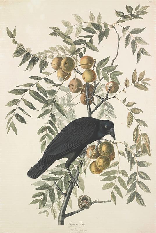 American Crow. Corvus americanus. Male. Black Walnut. Inglans nigra. Nest of the Ruby-throated Humming Bird