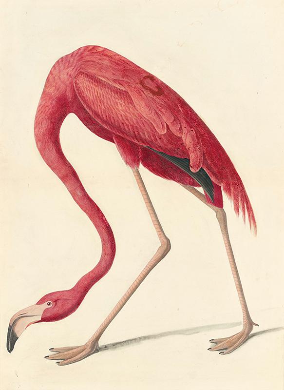 American Flamingo (Phoenicopterus ruber), Study for Havell plate 431