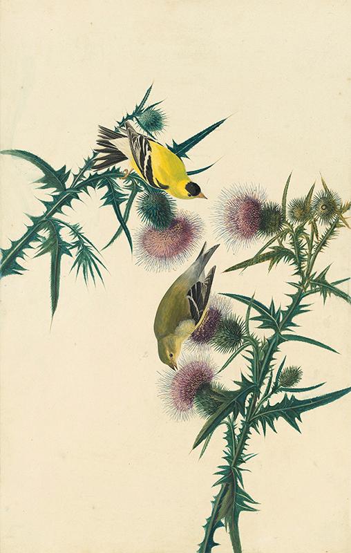 American Goldfinch (Spinus tristis), Study for Havell plate 33