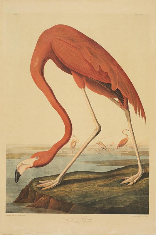 Audubon-Flamingo