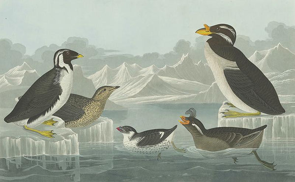 Black-throated Guillemot, Nobbed-billed Auk, Curled-Crested Auk and Horned-billed Guillemot