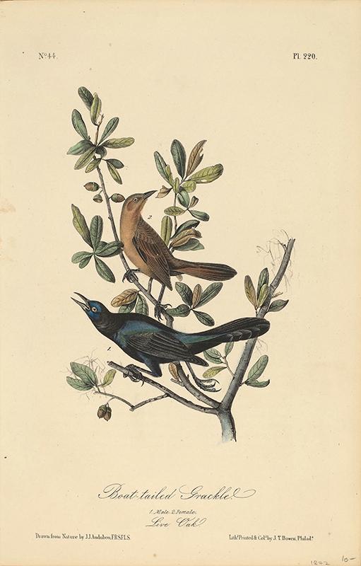 Boat-Tailed Grackle