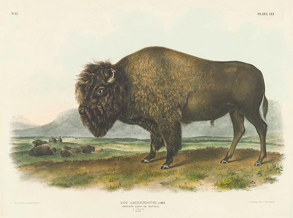 Bos americanus, Gmel, American Bison or Buffalo. 1 7 Natural Size. Male.