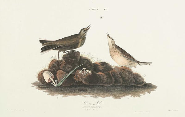 Brown Lark, Anthus aquaticus. 1. Male 2. Female.