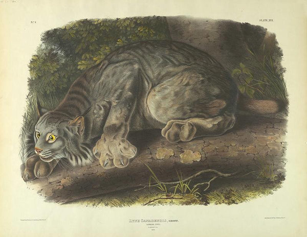 Canada Lynx, Plate XVI, f - John James Audubon, 1780 – 1851