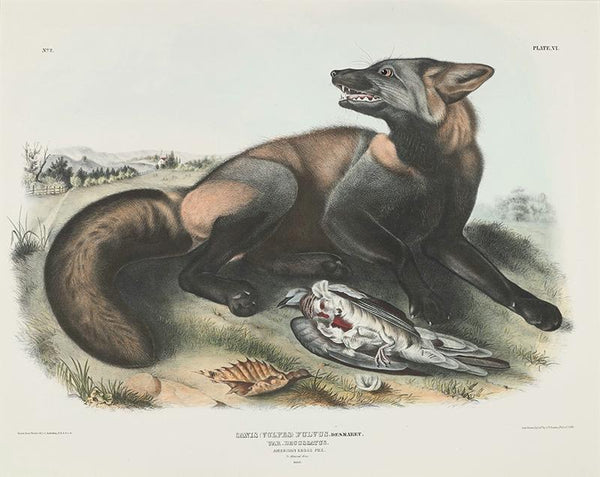 Canis (Vulpes) fulvus. Desmaret. Var. decussatus. American Cross Fox. 78 Natural Size, Male.