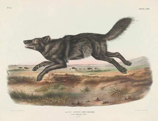 Canis lupus, Linn. (Var. Ater.) Black American Wolf. Male. 1_3 Natural Size.