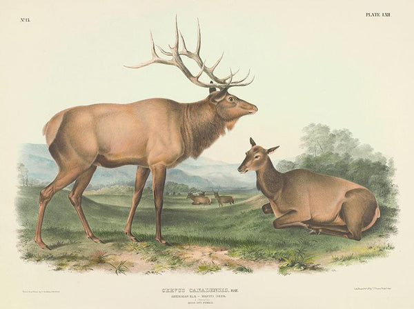 Cervus canadensis, Ray. American Elk -- Wapiti Deer. 17 Natural Size. Male and Female.