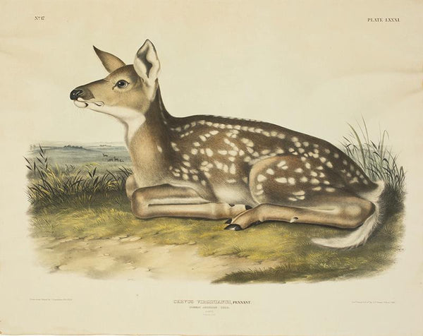 Common American Deer. Fawn. (Plate LXXXI)