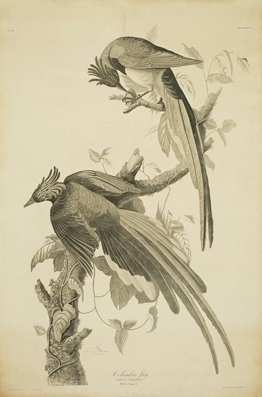 Engraving, ‘Columbia Jay – Corvus Bullockil,’ 1827-1838