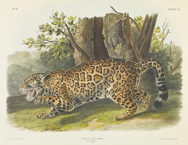 Felis onca, Linn. The Jaguar. Female