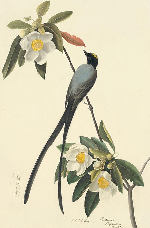 Fork-tailed Flycatcher (Tyrannus savana), Study for Havell plate 168; sketch of a feather