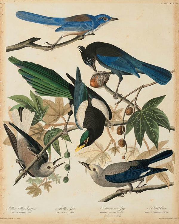 Four Birds Yellow Billed Magpie; Steller's Jay; Ultramarine Jay; Clark's Crow