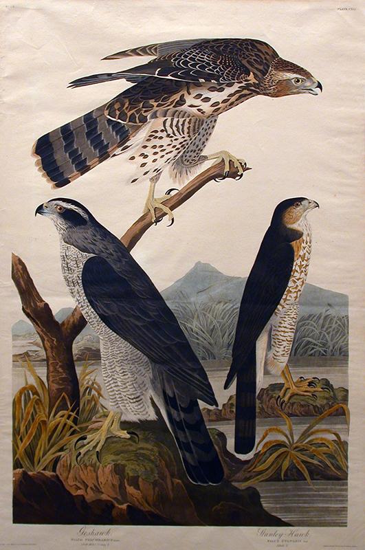 Goshawk, Stanley Hawk (No. 29)