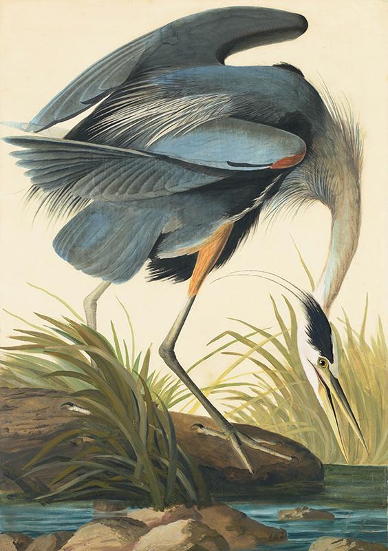 Great Blue Heron (Ardea herodias), Study for Havell plate 211