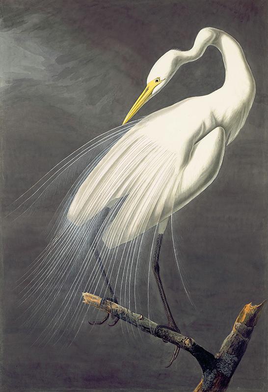 Great Egret (Ardea alba)