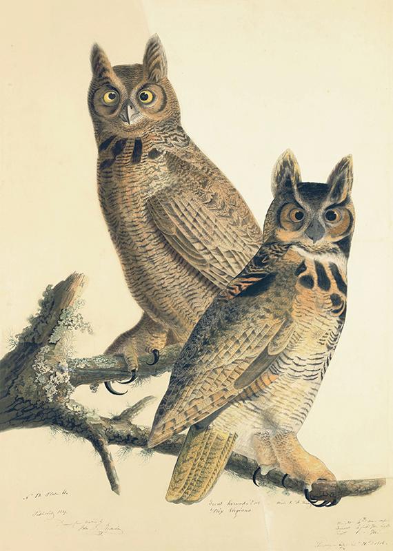 Great Horned Owl (Bubo virginianus), Study for Havell plate 61