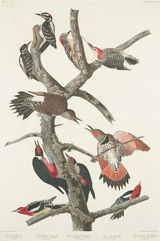 Hairy Woodpecker, Red-bellied Woodpecker, Red-shafted Woodpecker, Lewis' Woodpecker, Red-breasted Woodpecker