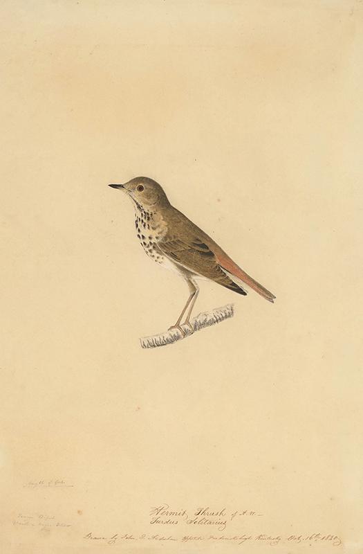 Hermit Thrush