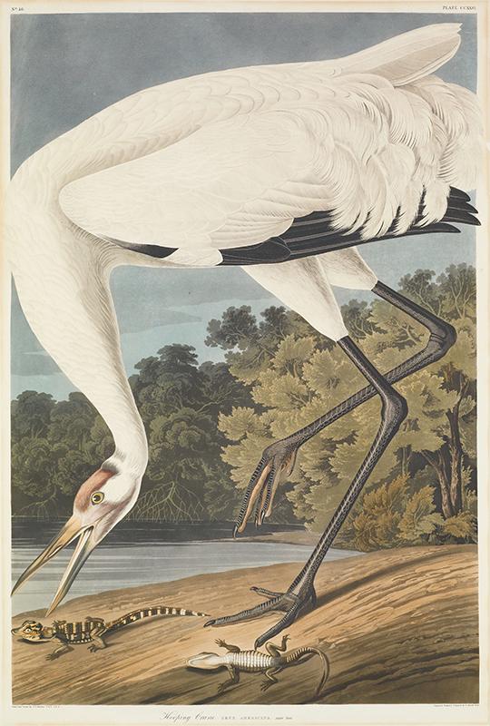 Hooping [sic] Crane. Grus americana. Adult Male.