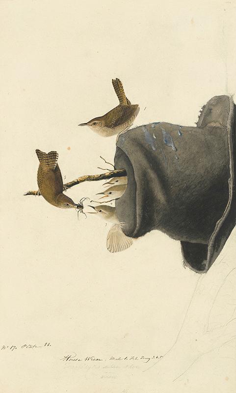 House Wren (Troglodytes aedon), Study for Havell plate no. 83